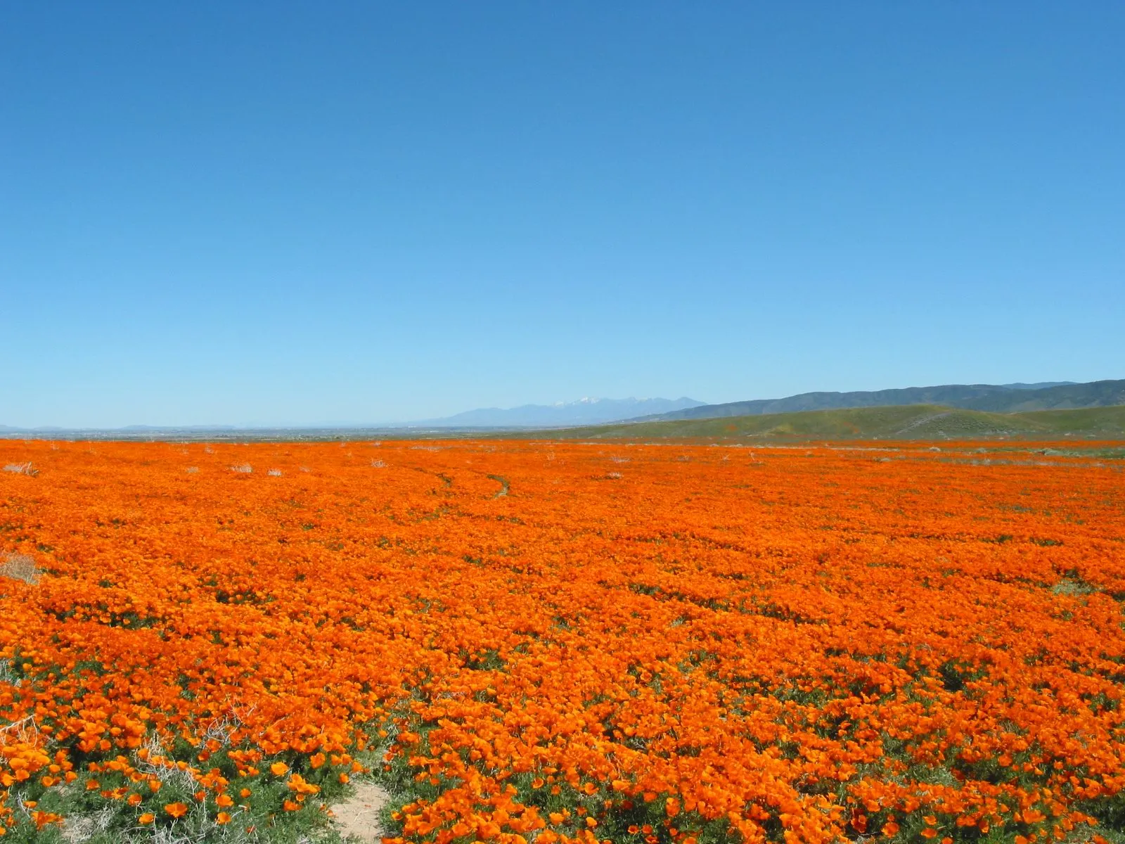 the Antelope Valley poppy fields, Palmdale, CA